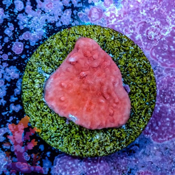 Red Plating Montipora - Image 8