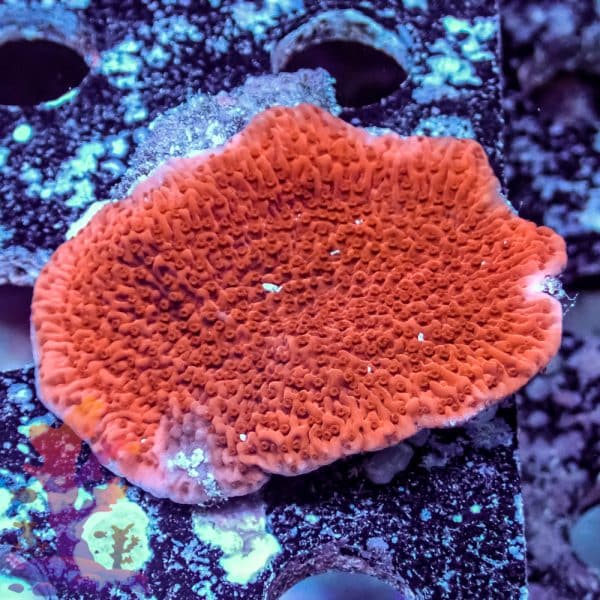 Red Plating Montipora - Image 9
