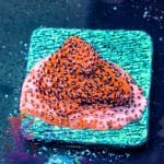 Reverse Superman Montipora