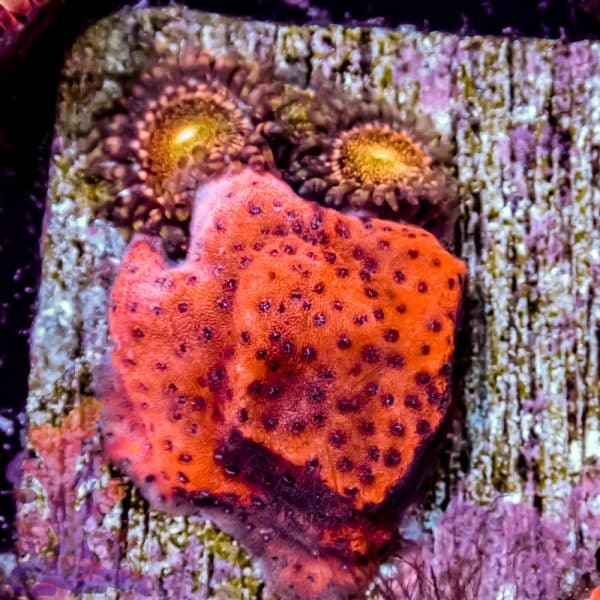 Reverse Superman Montipora - Image 10