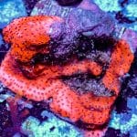 Reverse Superman Montipora - Image 2