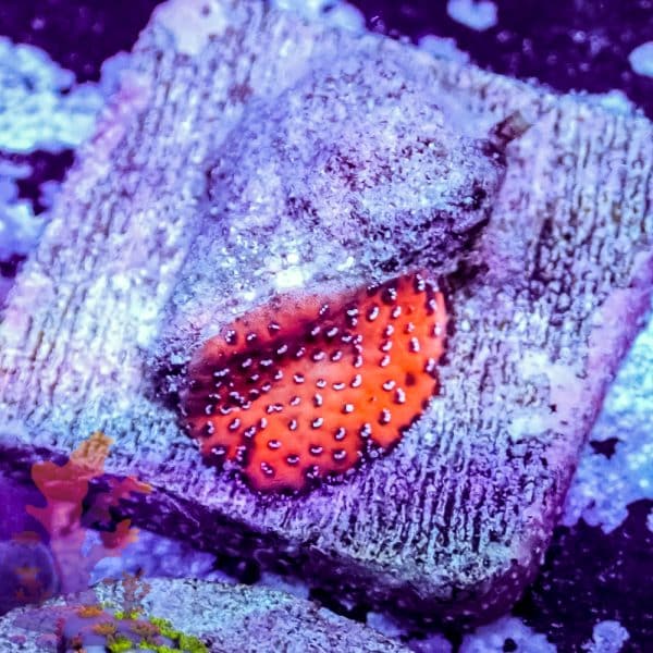 Reverse Superman Montipora - Image 3