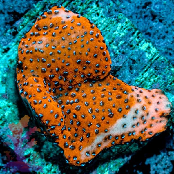 Reverse Superman Montipora - Image 4