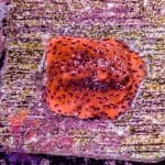 Reverse Superman Montipora - Image 6