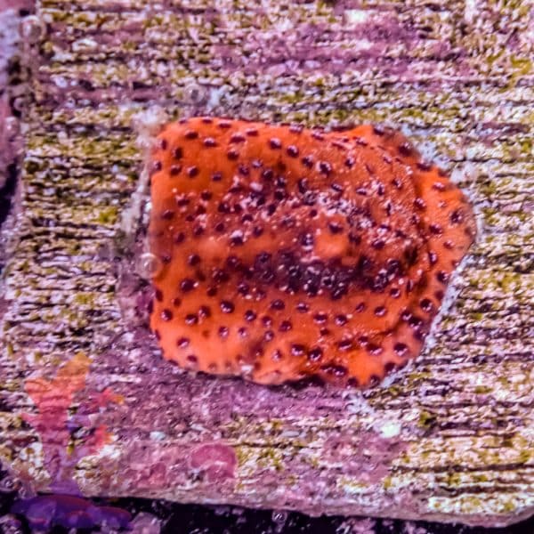 Reverse Superman Montipora - Image 6