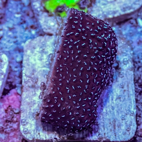 Reverse Superman Montipora - Image 7