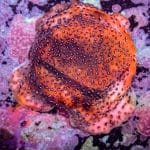 Reverse Superman Montipora - Image 8