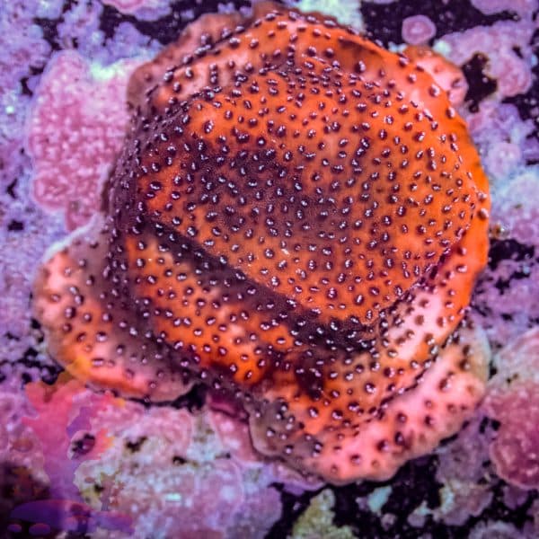 Reverse Superman Montipora - Image 8
