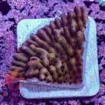 Sea Pumpkin - Image 5
