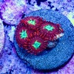 Sea Pumpkin - Image 6