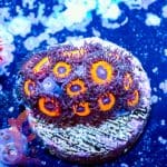 Sea Pumpkin - Image 7