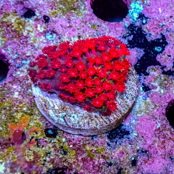 Short Polyp Goniopora - Image 1