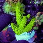 Short Polyp Goniopora - Image 2