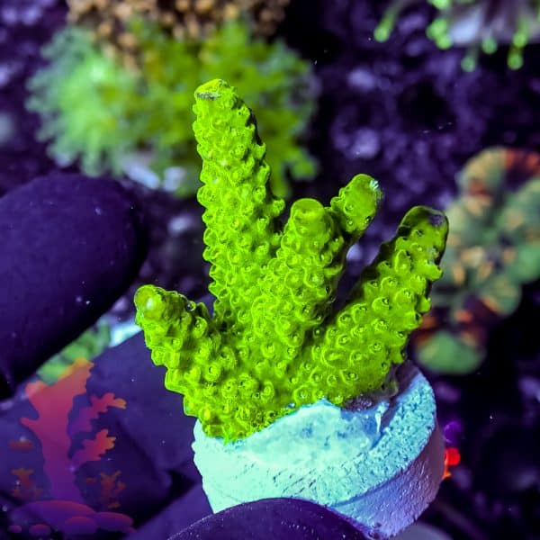 Short Polyp Goniopora - Image 2