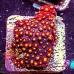 Short Polyp Goniopora - Image 3