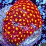 Short Polyp Goniopora - Image 4