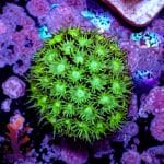 Short Polyp Goniopora - Image 5