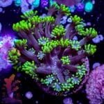 Short Polyp Goniopora - Image 6