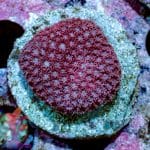 Short Polyp Goniopora - Image 7