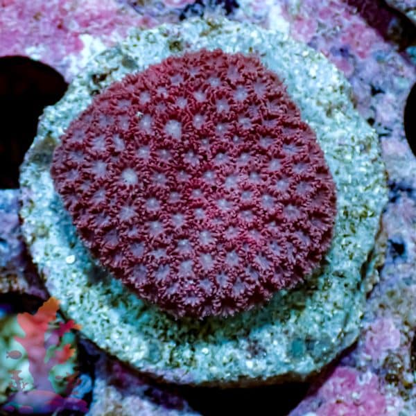 Short Polyp Goniopora - Image 7