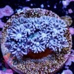 Short Polyp Goniopora - Image 8