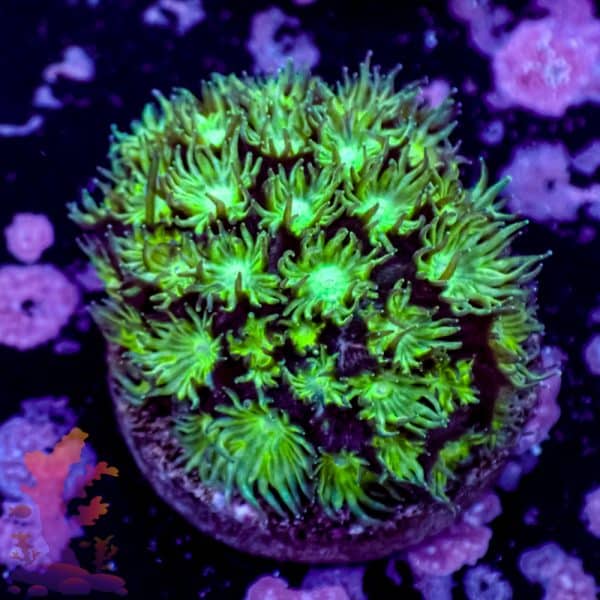 Short Polyp Goniopora - Image 9