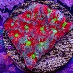 Splatter Favia - Image 2
