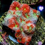 Splatter Favia - Image 7