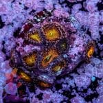 Splatter Hammer - Image 2