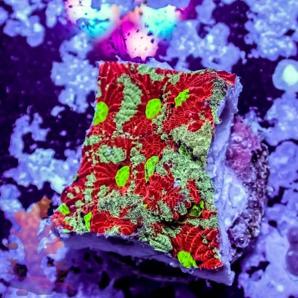 Splatter War Coral - Image 1