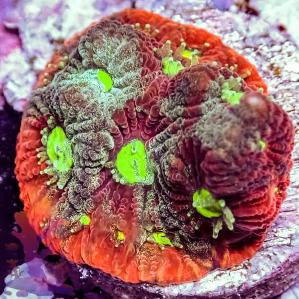 Splatter War Coral - Image 10