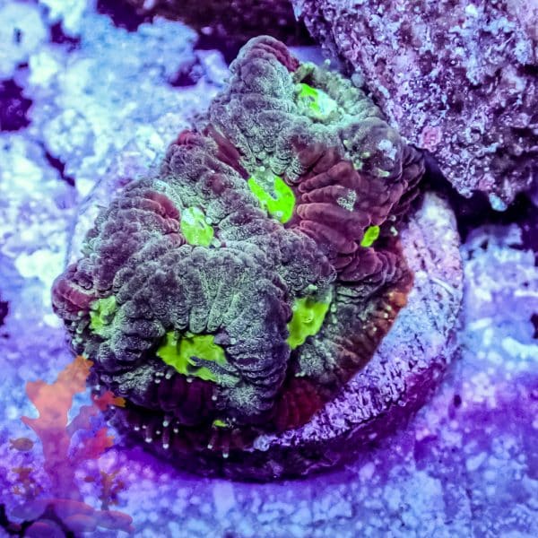 Splatter War Coral - Image 2