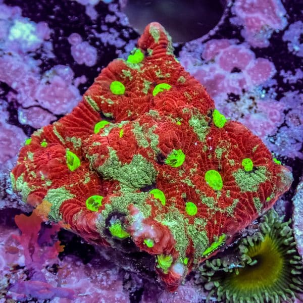 Splatter War Coral - Image 3