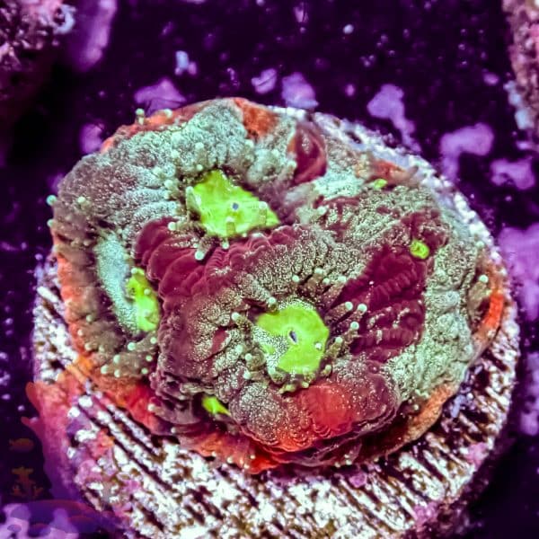 Splatter War Coral - Image 4