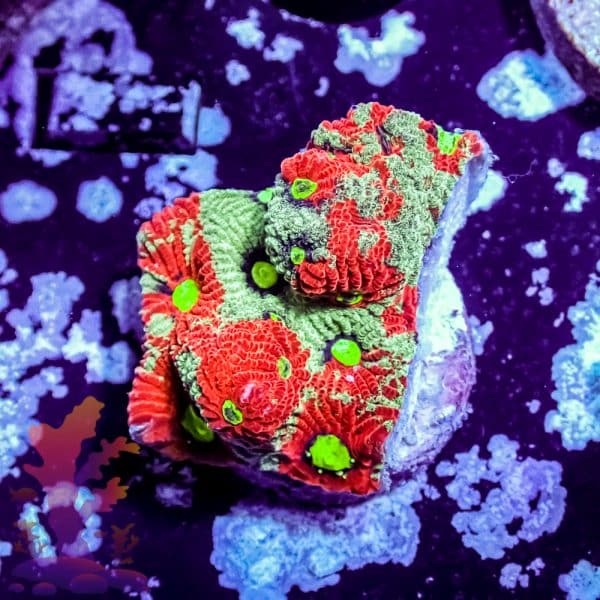 Splatter War Coral - Image 5