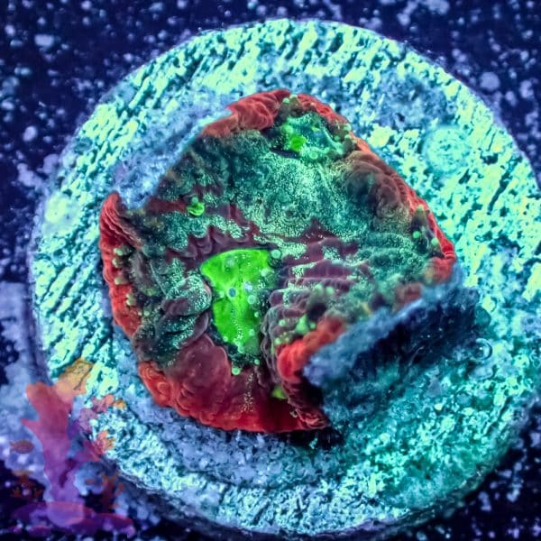 Splatter War Coral - Image 6