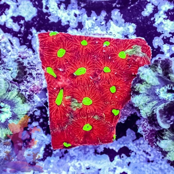 Splatter War Coral - Image 7