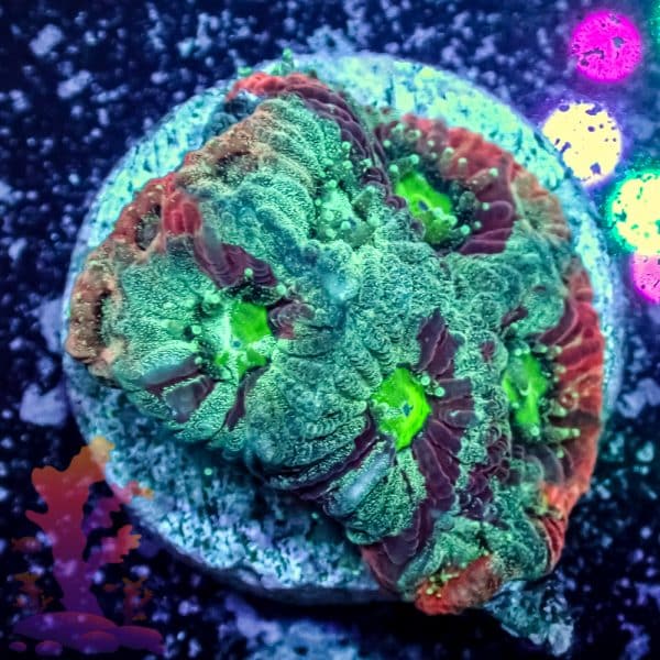 Splatter War Coral - Image 8