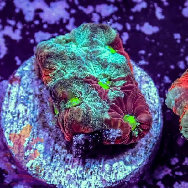 Splatter War Coral - Image 9