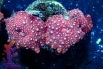 Strawberry Disco Mushroom