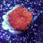 Strawberry Disco Mushroom - Image 10