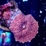 Strawberry Disco Mushroom - Image 2
