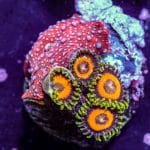 Strawberry Disco Mushroom - Image 3
