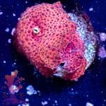 Strawberry Disco Mushroom - Image 4