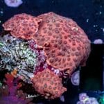 Strawberry Disco Mushroom - Image 8