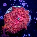 Strawberry Disco Mushroom - Image 9