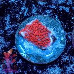 Superman Montipora
