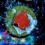 Superman Montipora - Image 6