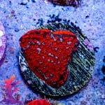 Superman Montipora - Image 7