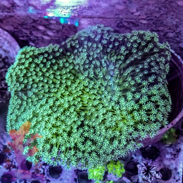 Toadstool Leather - Image 1